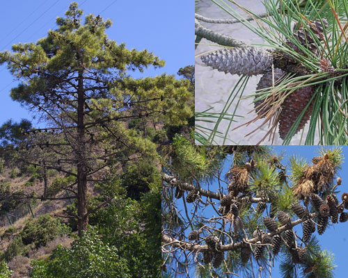 Flora delle dune